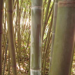 Bamboo Phyllostachys glauca